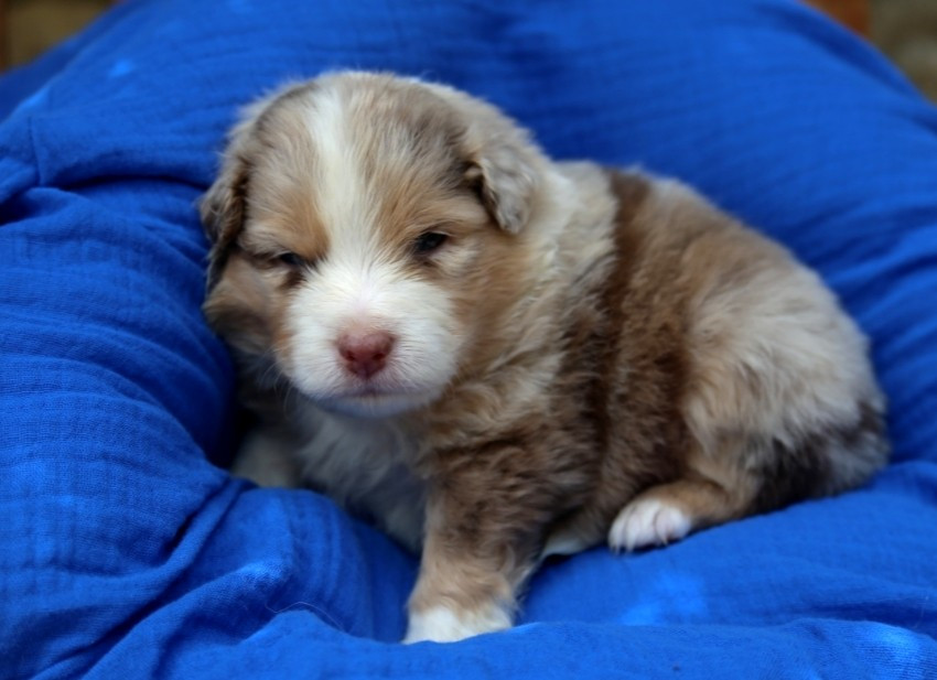 des Jardins de Becky - Chiots disponibles - Berger Américain Miniature 