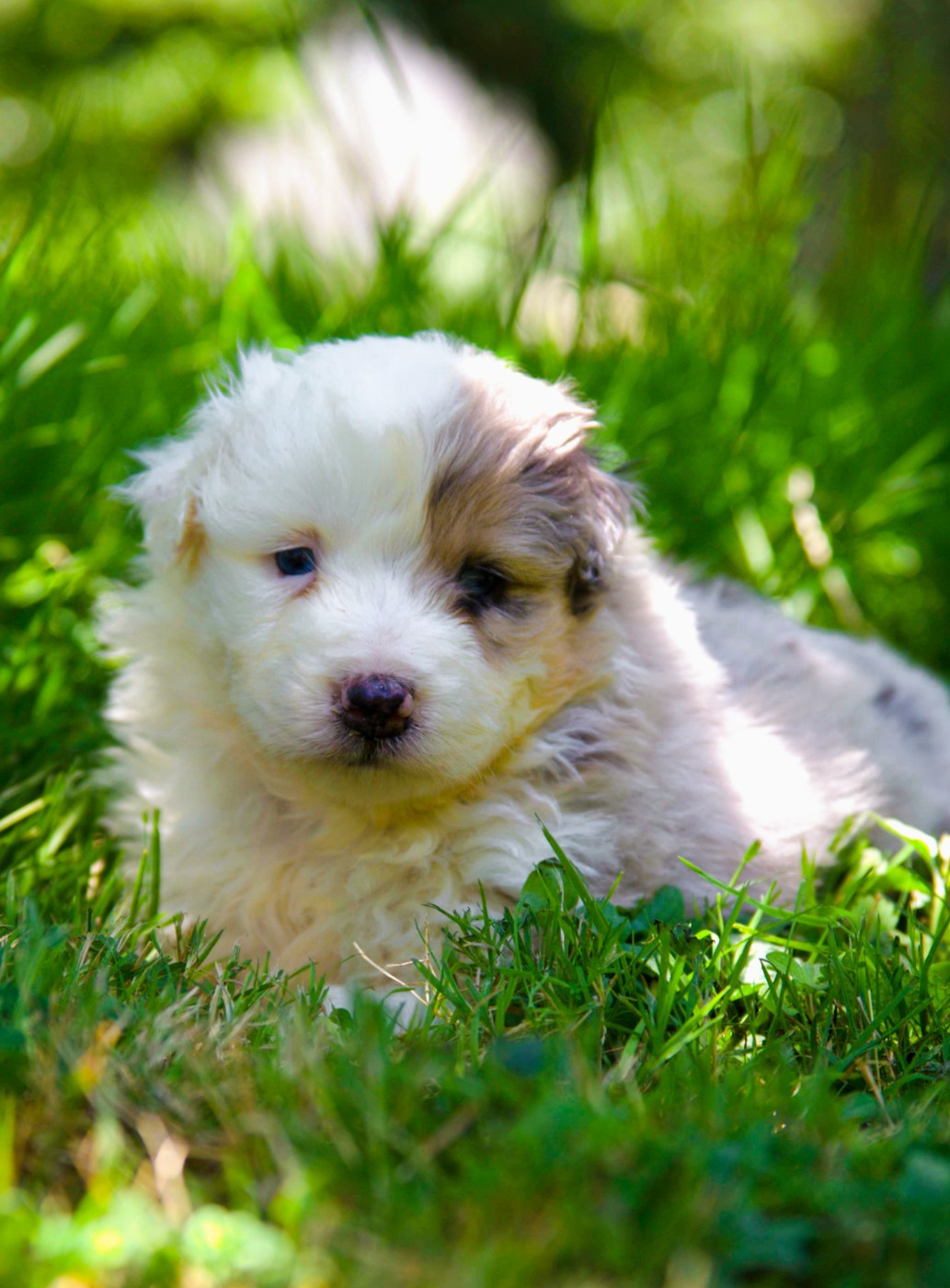 des Jardins de Becky - Chiots disponibles - Berger Américain Miniature 
