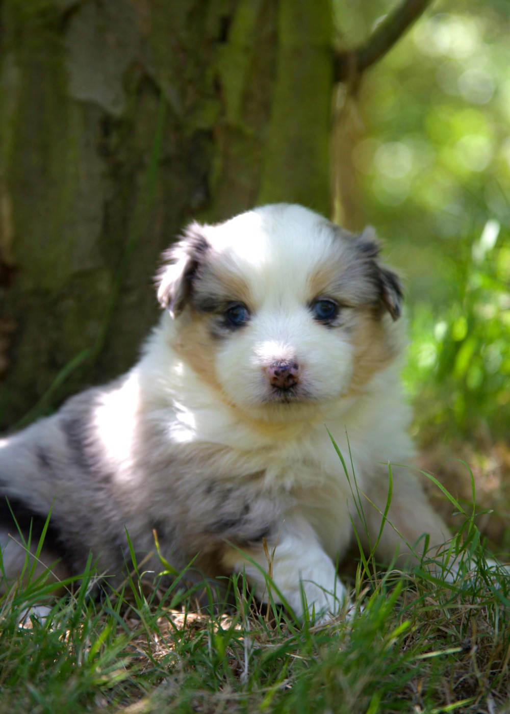 des Jardins de Becky - Chiots disponibles - Berger Américain Miniature 
