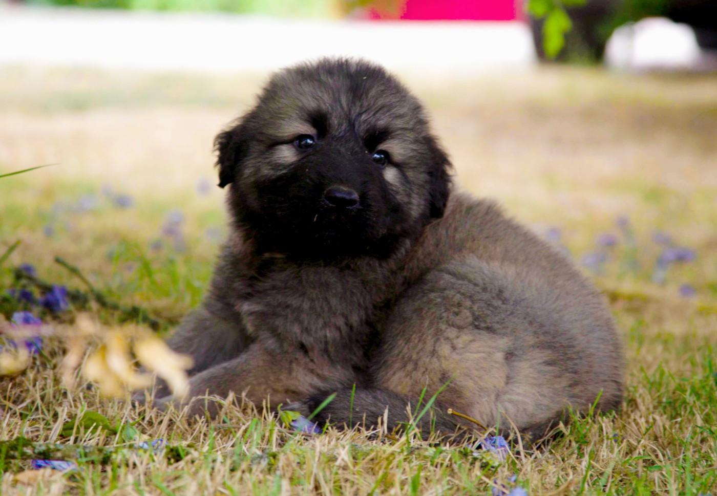 des Jardins de Becky - Chiots disponibles - Berger Yougoslave de Charplanina