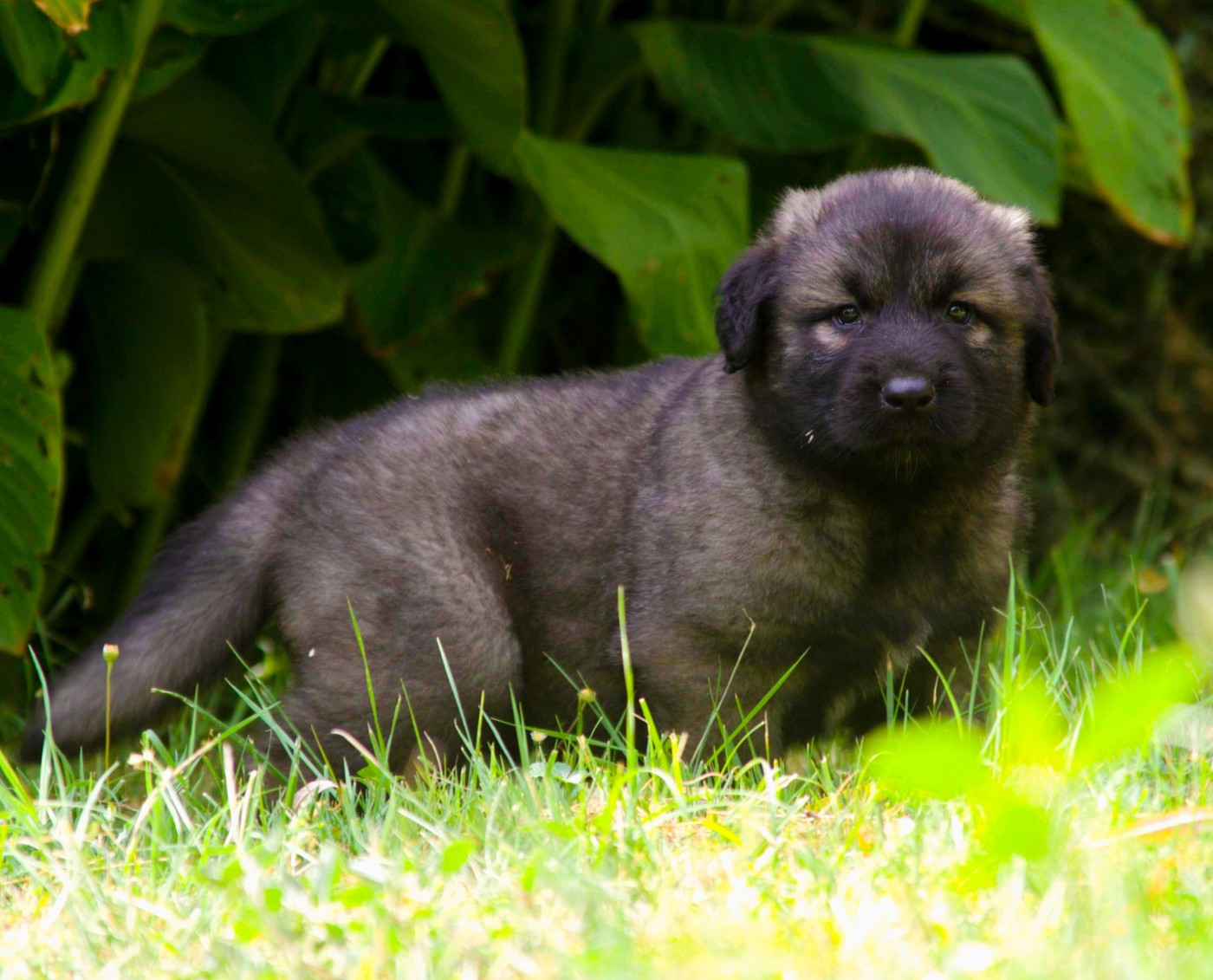 des Jardins de Becky - Chiots disponibles - Berger Yougoslave de Charplanina