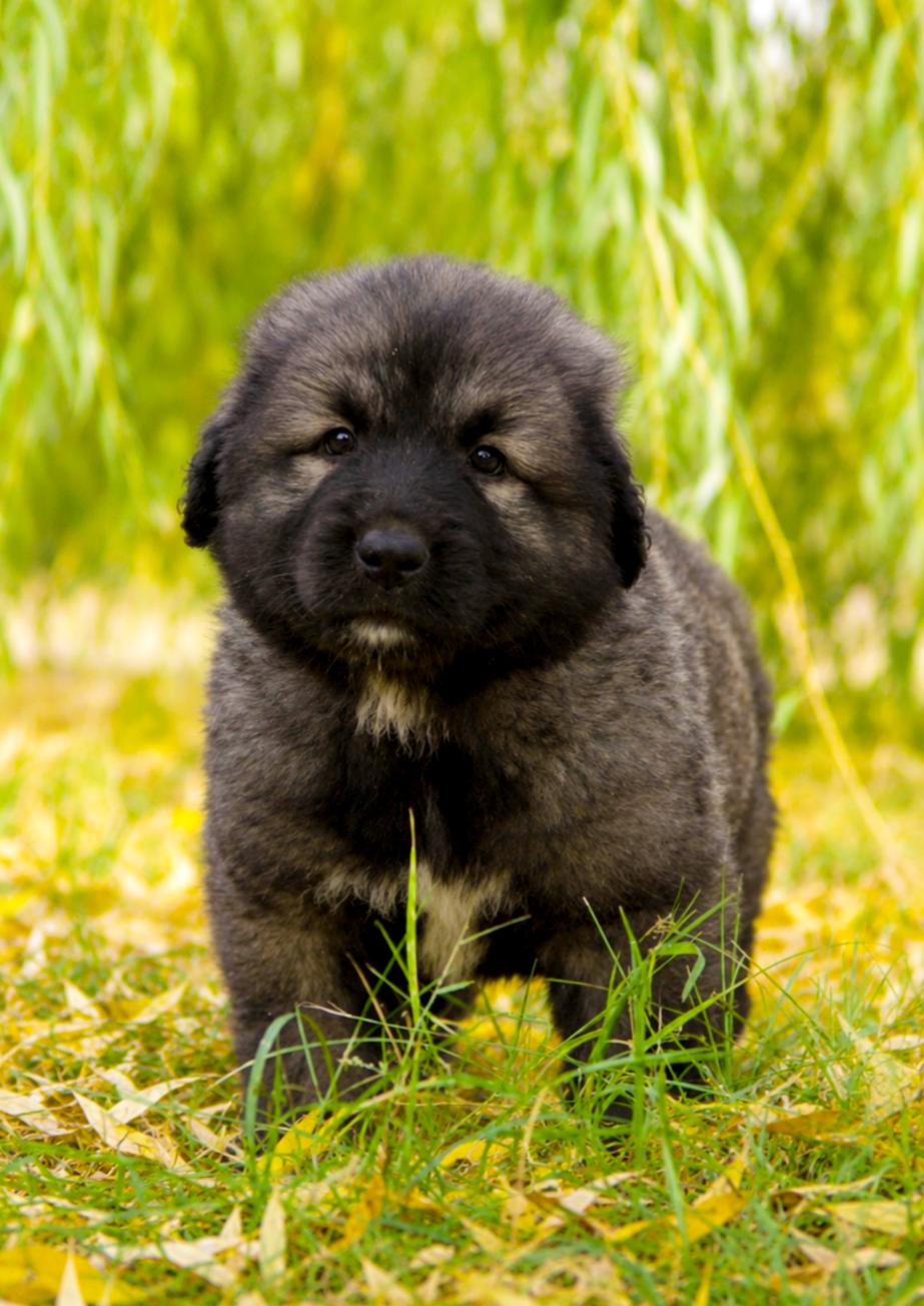 des Jardins de Becky - Chiots disponibles - Berger Yougoslave de Charplanina