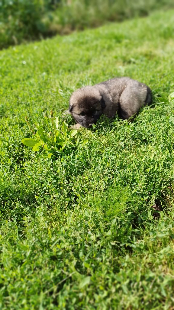 des Jardins de Becky - Chiots disponibles - Berger Yougoslave de Charplanina