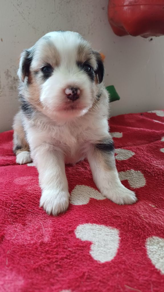des Jardins de Becky - Chiots disponibles - Berger Américain Miniature 