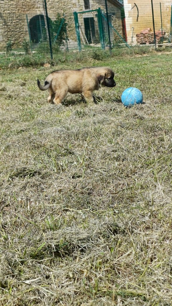 des Jardins de Becky - Chiots disponibles - Berger Yougoslave de Charplanina