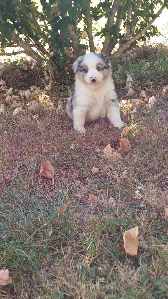 des Jardins de Becky - Chiots disponibles - Berger Américain Miniature 