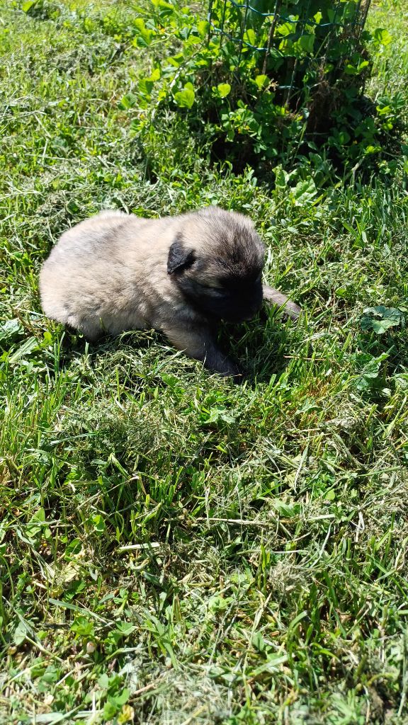 des Jardins de Becky - Chiots disponibles - Berger Yougoslave de Charplanina