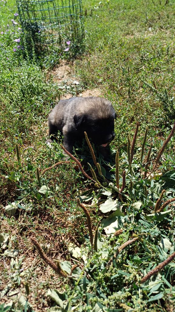 des Jardins de Becky - Chiots disponibles - Berger Yougoslave de Charplanina