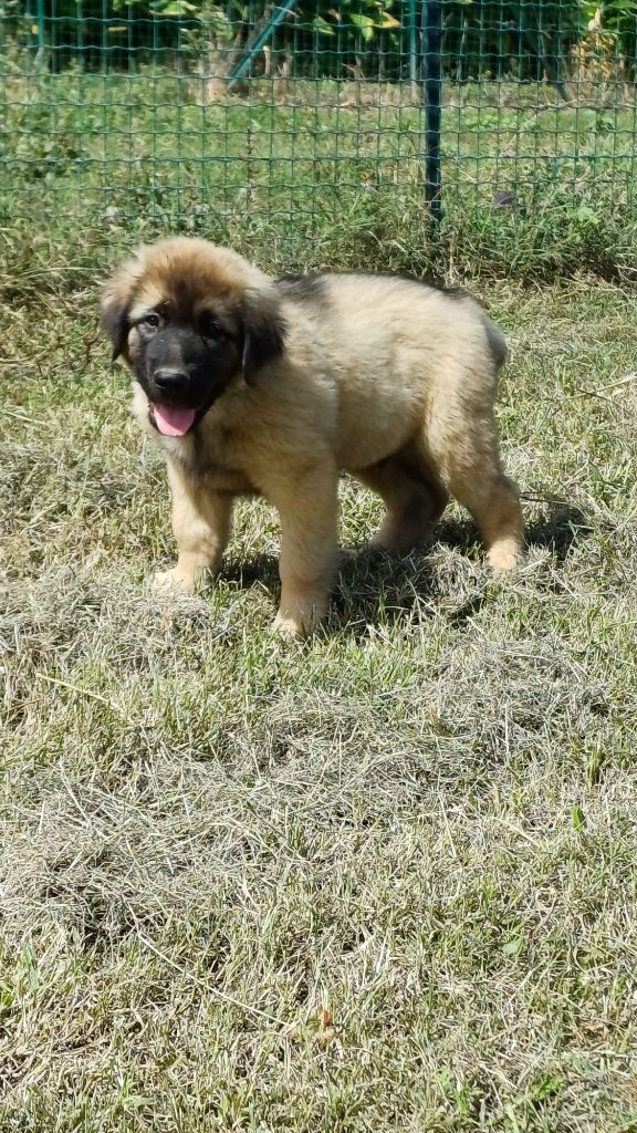 des Jardins de Becky - Chiots disponibles - Berger Yougoslave de Charplanina