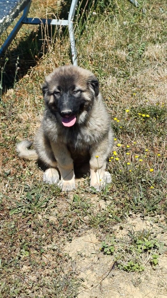 des Jardins de Becky - Chiots disponibles - Berger Yougoslave de Charplanina