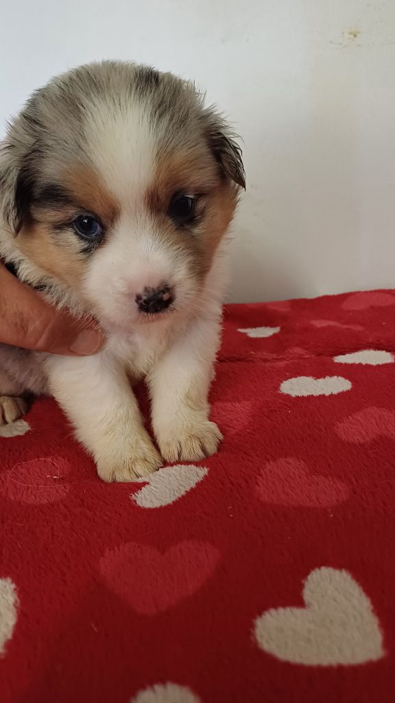 des Jardins de Becky - Chiots disponibles - Berger Américain Miniature 