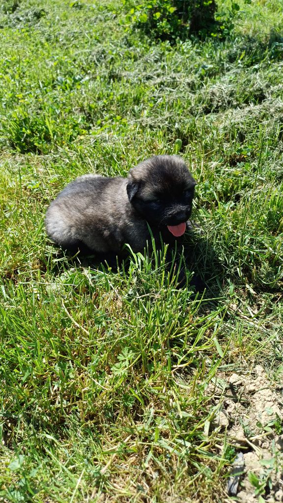 des Jardins de Becky - Chiots disponibles - Berger Yougoslave de Charplanina