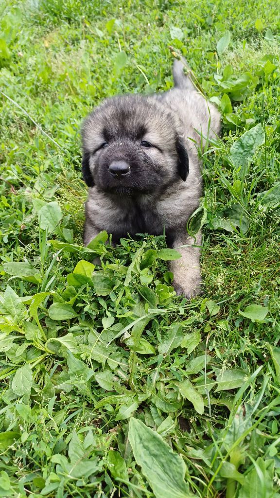 des Jardins de Becky - Chiots disponibles - Berger Yougoslave de Charplanina