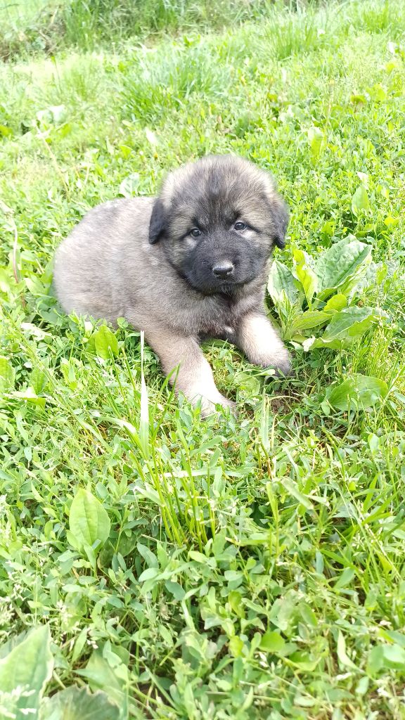 des Jardins de Becky - Chiots disponibles - Berger Yougoslave de Charplanina