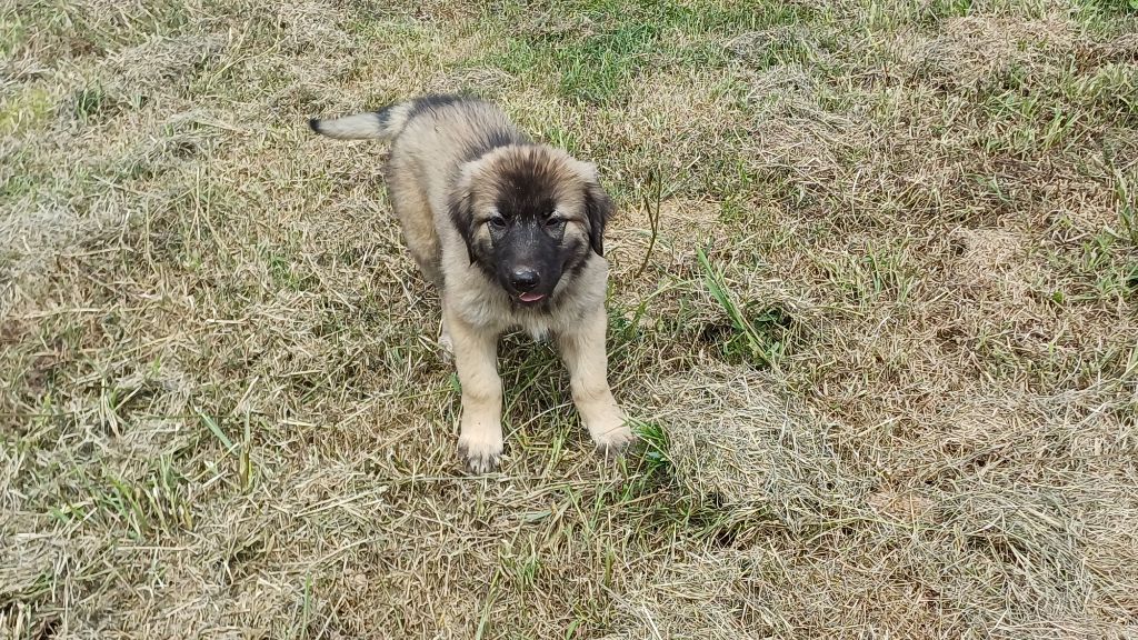 des Jardins de Becky - Chiots disponibles - Berger Yougoslave de Charplanina