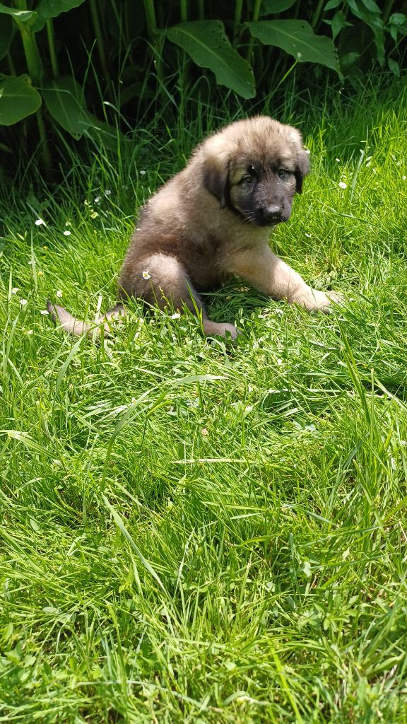 CHIOT 5