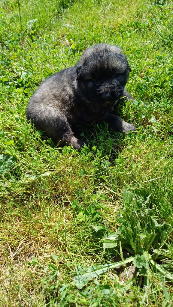 des Jardins de Becky - Chiots disponibles - Berger Yougoslave de Charplanina