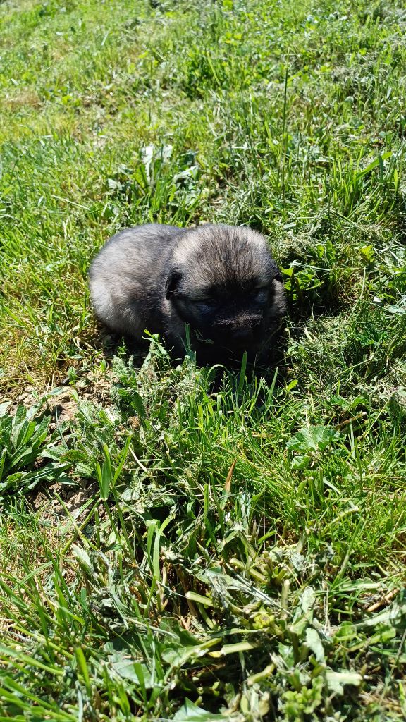des Jardins de Becky - Chiots disponibles - Berger Yougoslave de Charplanina