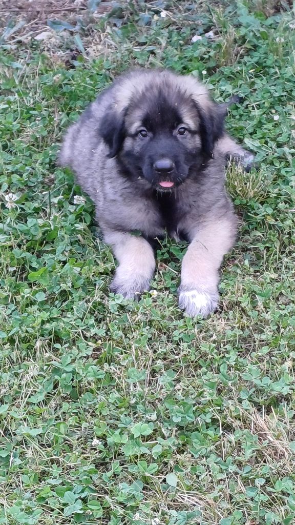 des Jardins de Becky - Chiots disponibles - Berger Yougoslave de Charplanina