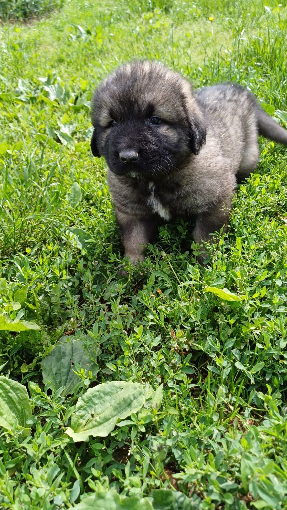 des Jardins de Becky - Chiots disponibles - Berger Yougoslave de Charplanina