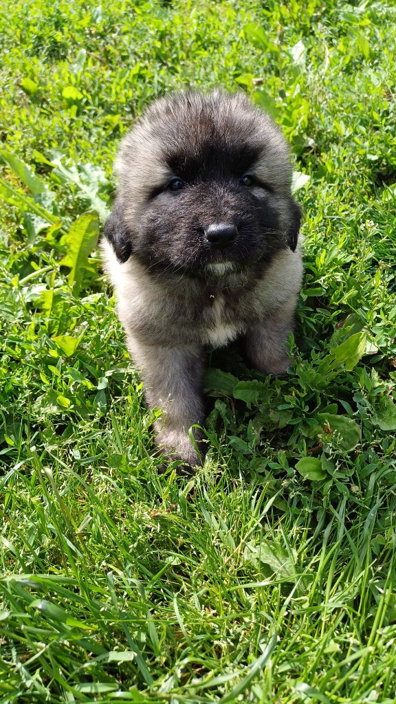 des Jardins de Becky - Chiots disponibles - Berger Yougoslave de Charplanina